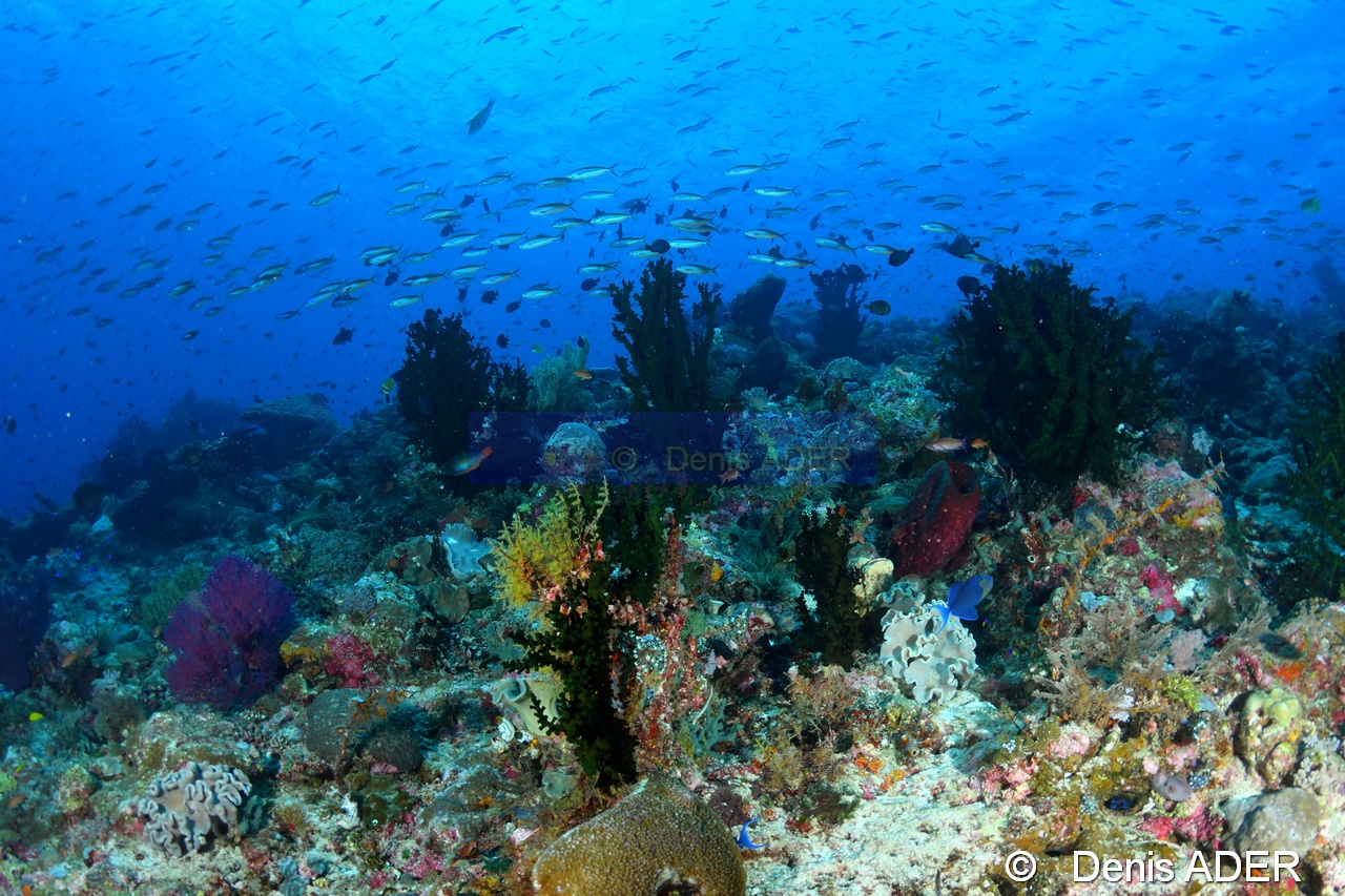 Tubastraea micrantha ambiance-Tomia Ali Reef -8m-20180526-Denis-ADER-DSC_0794_tn.jpg